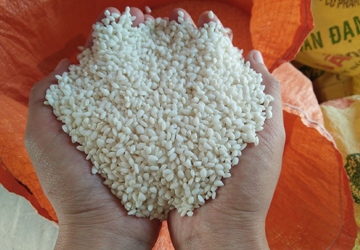 Tìm hiểu các loại gạo nếp Hải Hậu