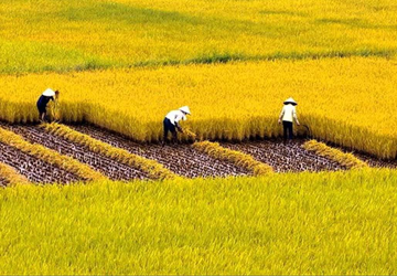 Mua gạo Hải Hậu giá gốc ở đâu trong khi vẫn đảm bảo được chất lượng?