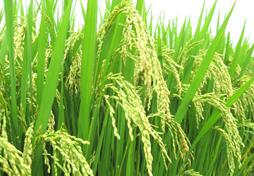 Khái quát đặc điểm Sinh vật ở Hải Hậu