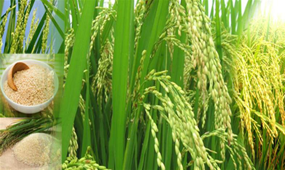 Giới thiệu về cây lúa Hải Hậu