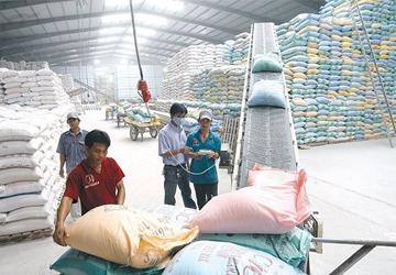 Hạt gạo Việt Nam, tình trạng và giải pháp hiện nay