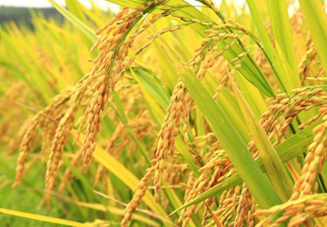 Vì sao giá các loại gạo Việt Nam thấp?