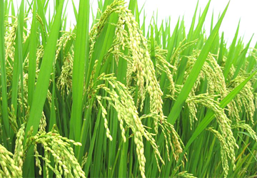Gạo tám xoan, đặc sản gạo tám Hải Hậu