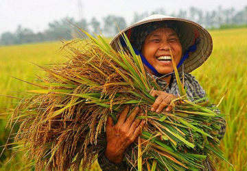 Tìm hiểu về nền văn minh lúa nước Việt Nam