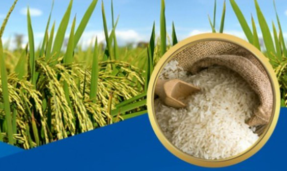 Xuất khẩu lúa gạo Việt Nam