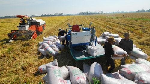 Nông nghiệp Đại Cồ Việt thời Đinh - Tiền Lê