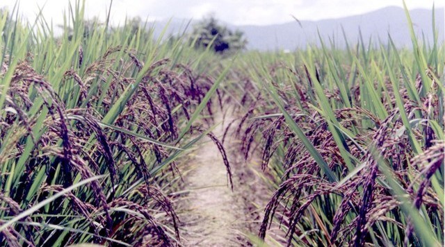 Lúa nếp cẩm Ninh Bình
