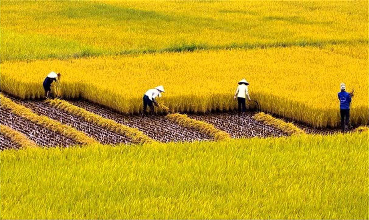Cánh đồng lúa Hải Hậu