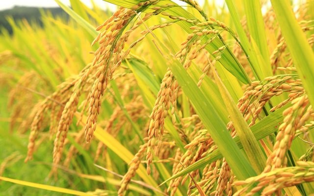 Cây gạo tám