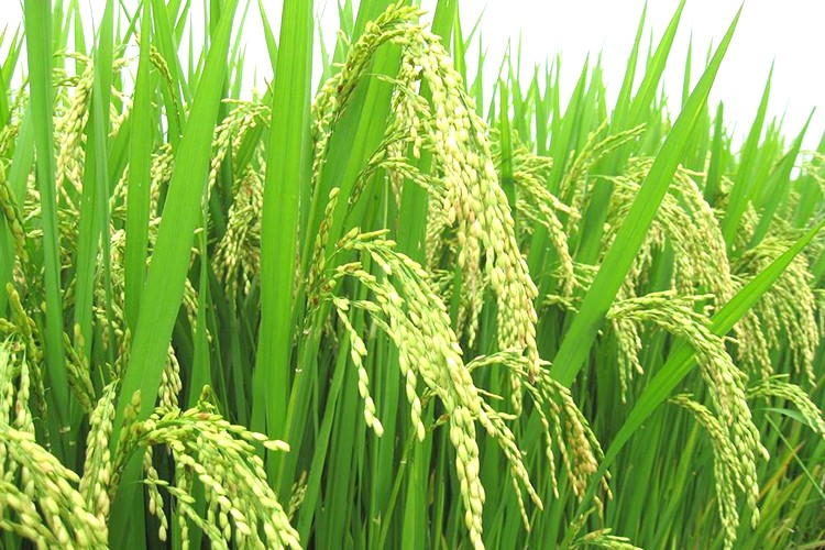 Xây dựng thương hiệu gạo Hải Hậu
