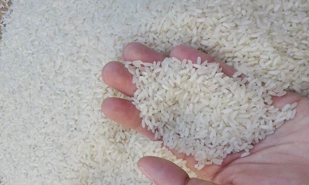 Mua gạo tám Hải Hậu