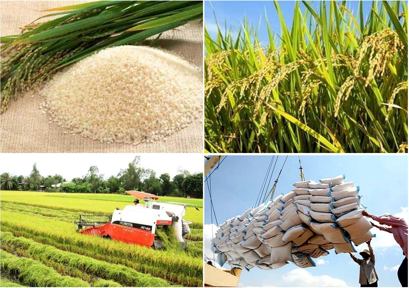 Quy trình xây dựng thương hiệu gạo Việt